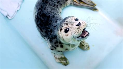 testing baby seals|baby seals noise.